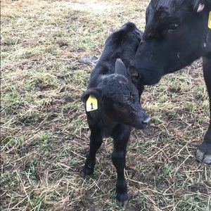 Meet your Posher, Adam